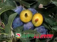Саженцы сливы Стенли