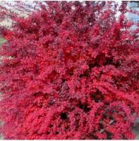 Барбарис Тунберга Атропурпуреа (Berberis thunbergii Atropurpurea)
