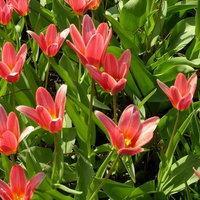 Луковицы Тюльпанов - TULIPA