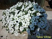 Сурфиния сорта Table White