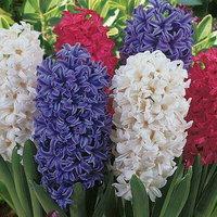 Луковицы Гиацинта - HYACINTHUS