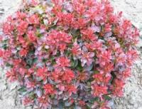 БАРБАРИС ТУНБЕРГА (BERBERIS THUNBERGII) ‘BAGATELLE’