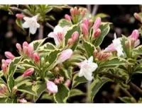ВЕЙГЕЛА ЦВЕТУЩАЯ (WEIGELA)’NANA VARIEGATA’