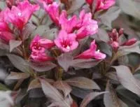 ВЕЙГЕЛА ЦВЕТУЩАЯ (WEIGELA FLORIDA) ‘MINOR BLACK’ (‘VERWEIG 3’