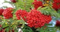 Рябина обыкновенная (Sorbus aucuparia)