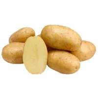 Семенной картофель Гала