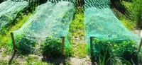Сетка защитная от птиц \ net to protect trees from birds