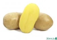 Картофель семенной ВЕГА