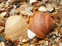 Морская ракушка кормовая добавка для птиц, коров , свиней, овец ЩеллБент